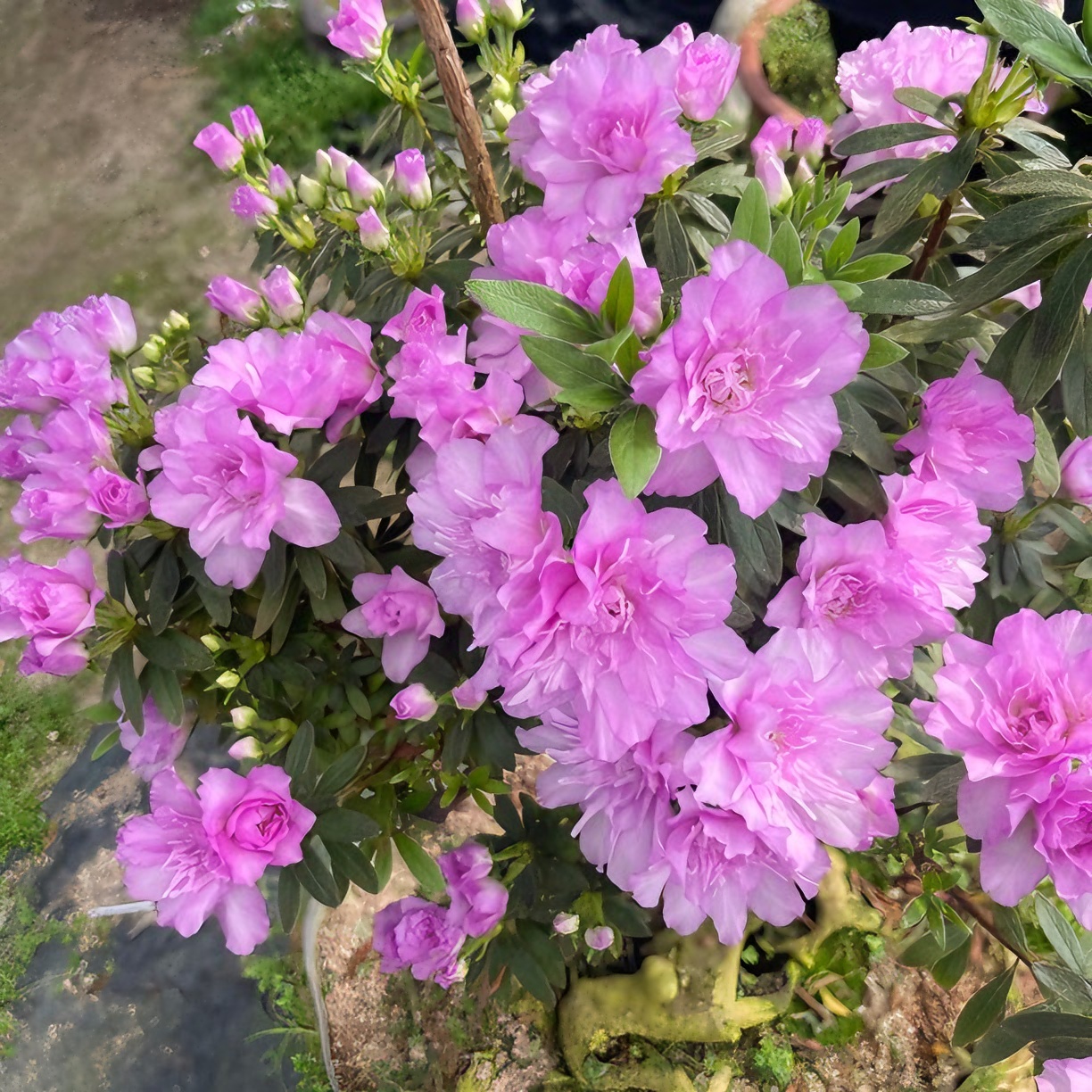 平户杜鹃岸牡丹紫色重瓣大花带香味耐寒耐热进口植物盆景素材