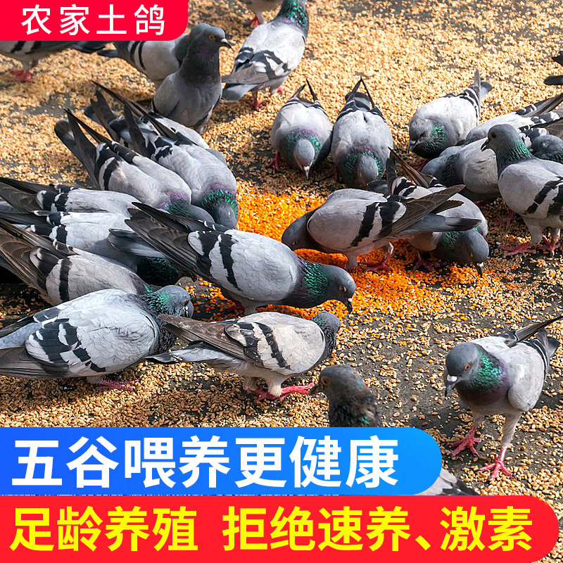 【拍1发4】土鸽子新鲜活鸽现杀  全粮喂养  顺丰包邮 坏单包赔