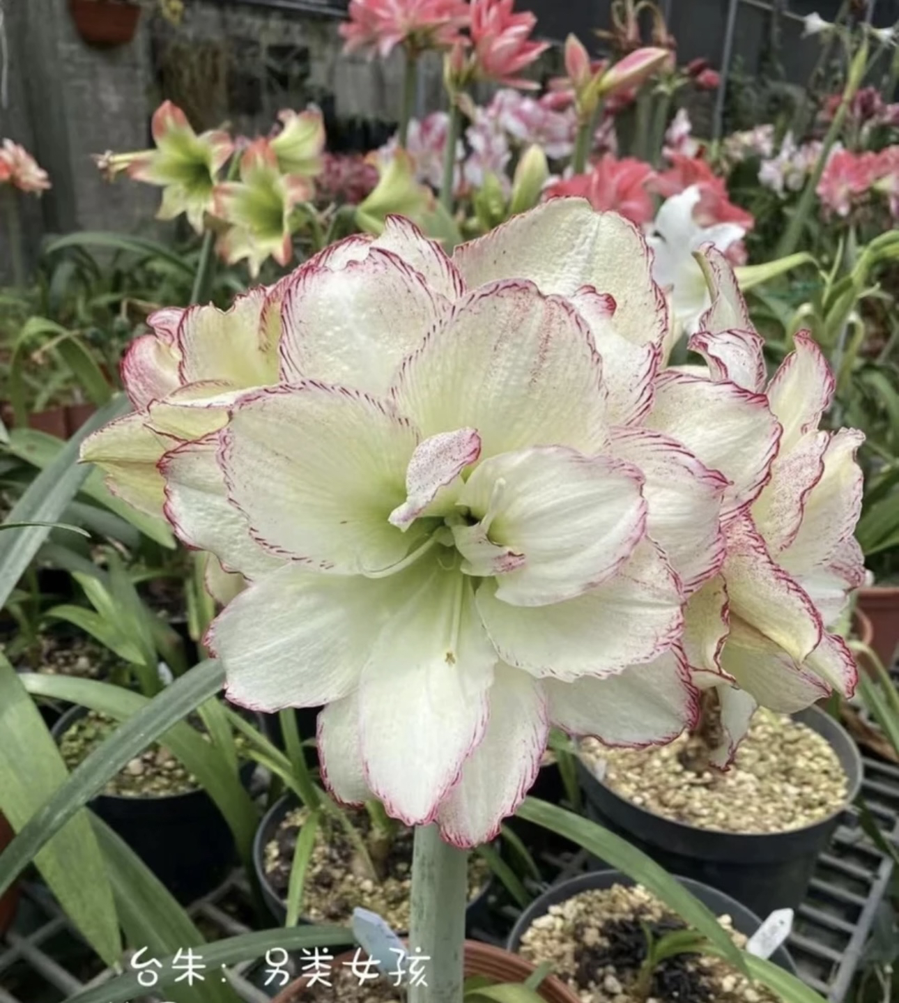 朱向乾【另类女孩】台朱重瓣朱顶红切球苗地栽苗默认有花叶