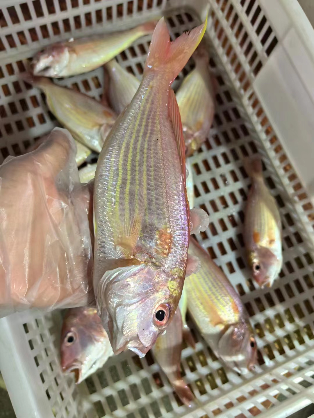 湛江新鲜红杉鱼 红三鱼 6-7条／斤 顺丰速冻发货