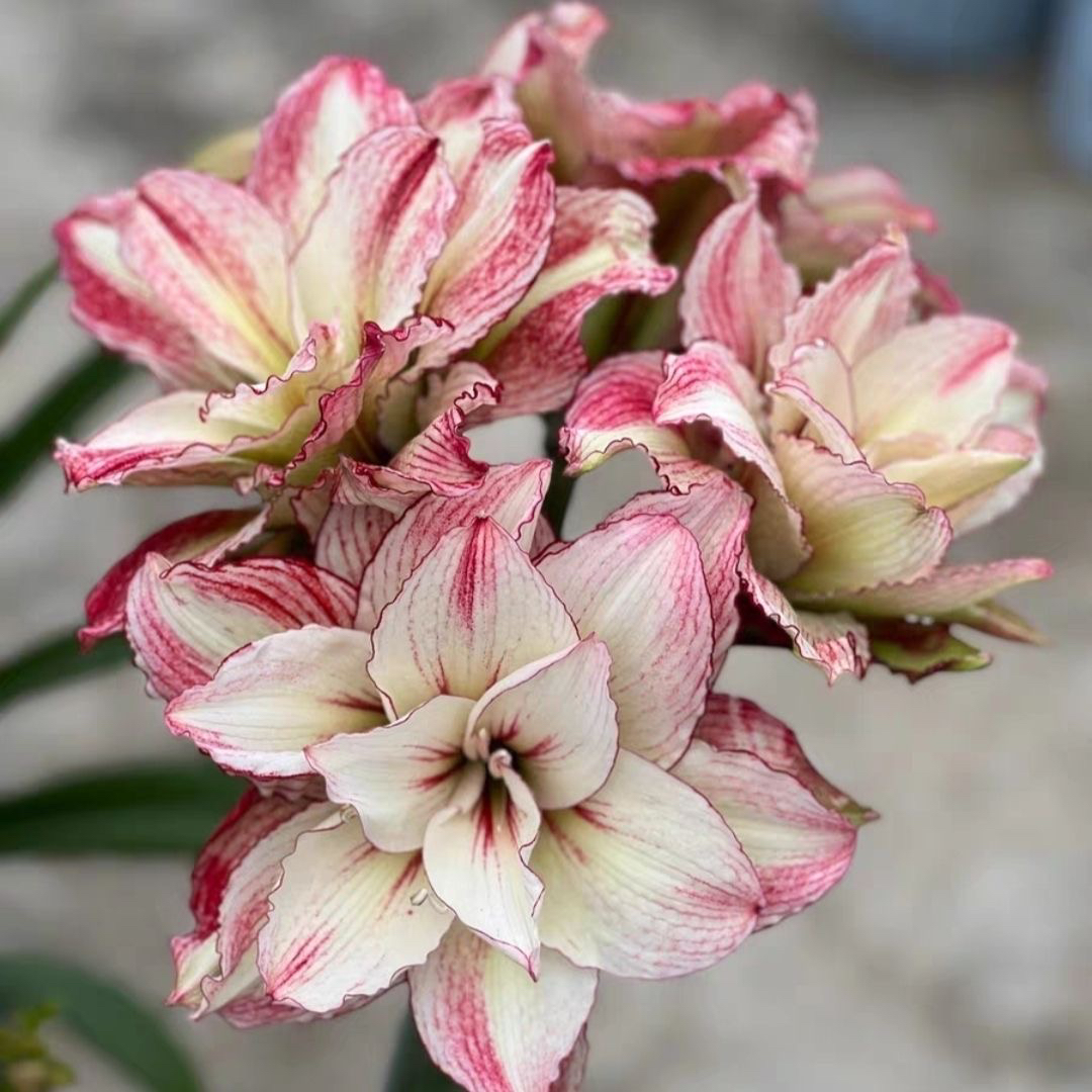 【安吉拉】朱顶红种球送肥