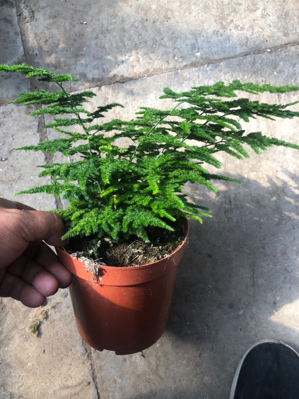 唐山正宗矮生云竹云竹球云竹松盆景基地直发