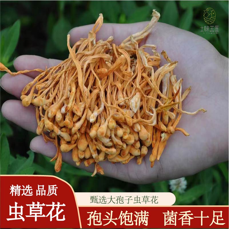 土味王国虫草花金虫草煲汤营养食材100克250克500克