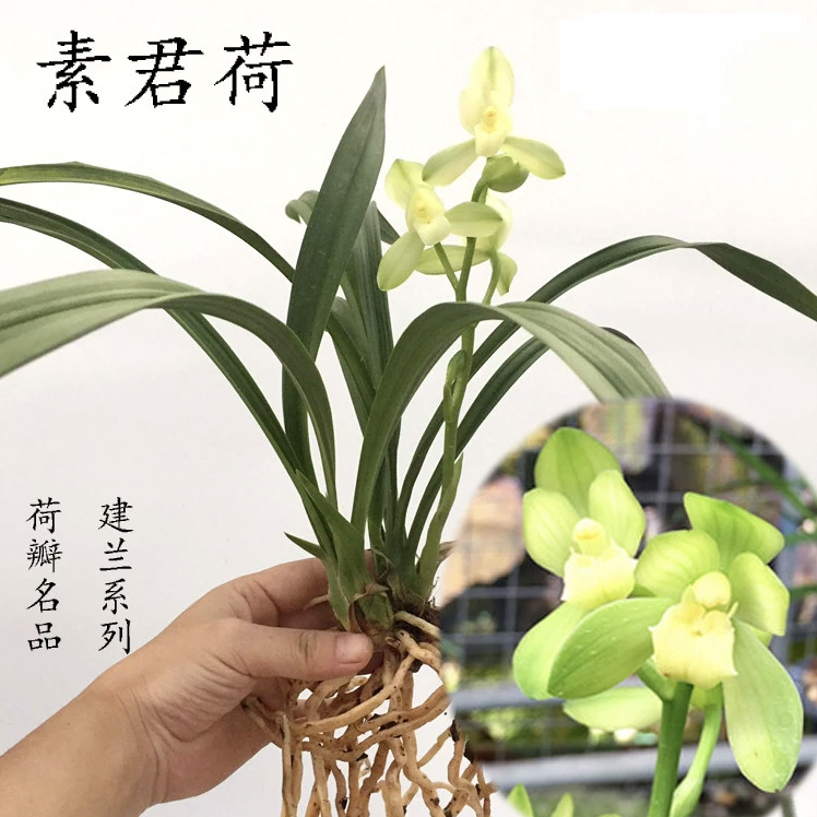 兰花苗建兰素花荷瓣素君荷带花苞浓香好养四季兰室内花卉盆栽
