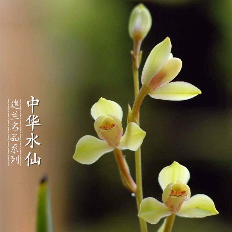 兰花苗建兰中华水仙带花苞梅型水仙瓣浓香四季兰传统名品室内花卉