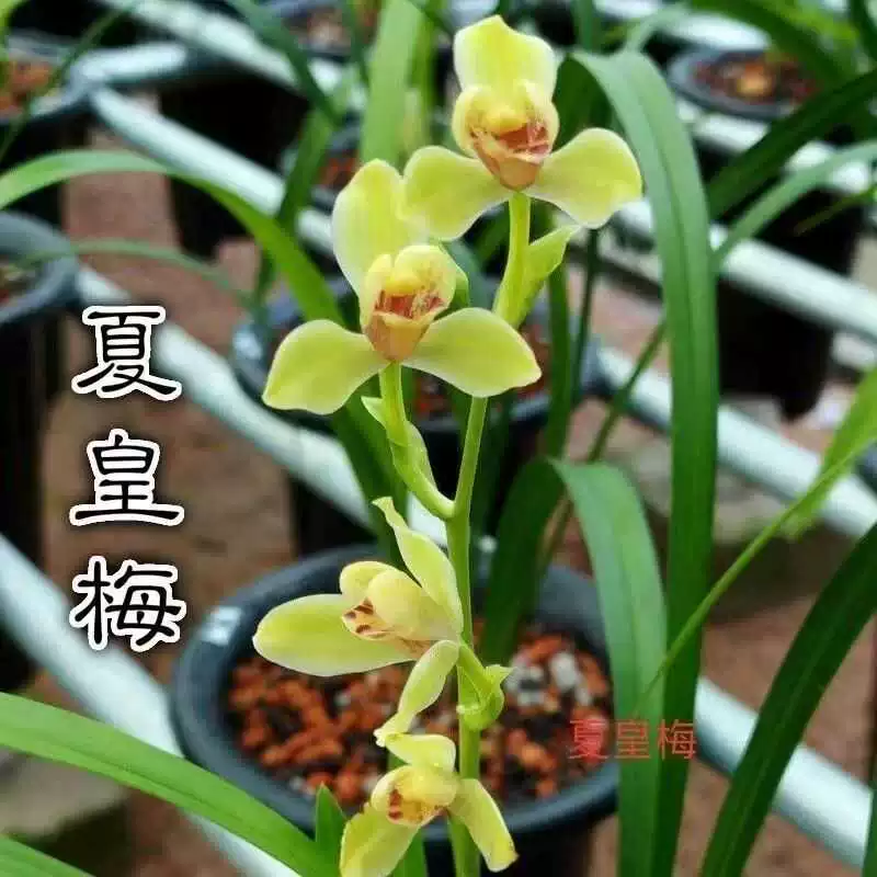 兰花苗建兰夏皇梅带花苞勤花好养传统梅瓣名品四季兰室内花卉盆栽