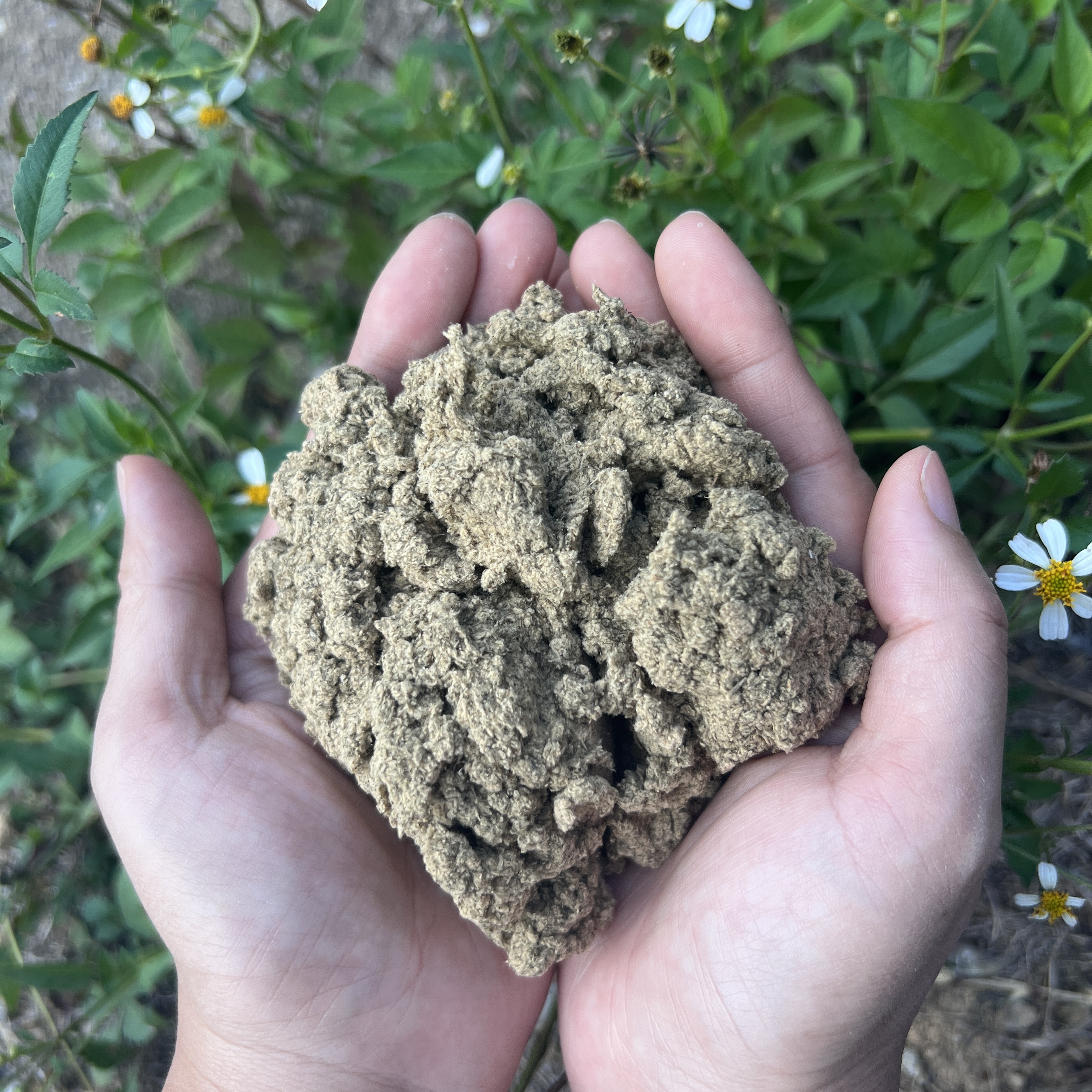 【文凤精选】高纯度地道湖北三年陈蕲艾绒艾灸艾条艾柱时珍故里