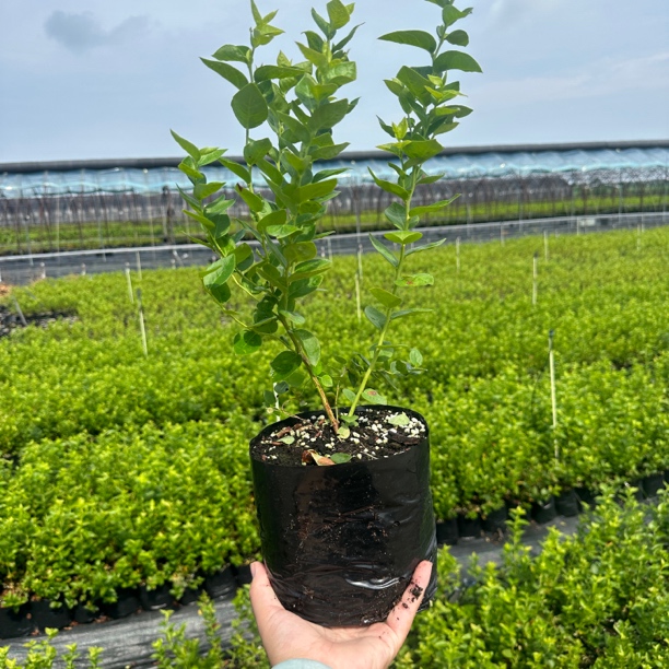 新手德 ·雷博新手适种易上手 长势高大