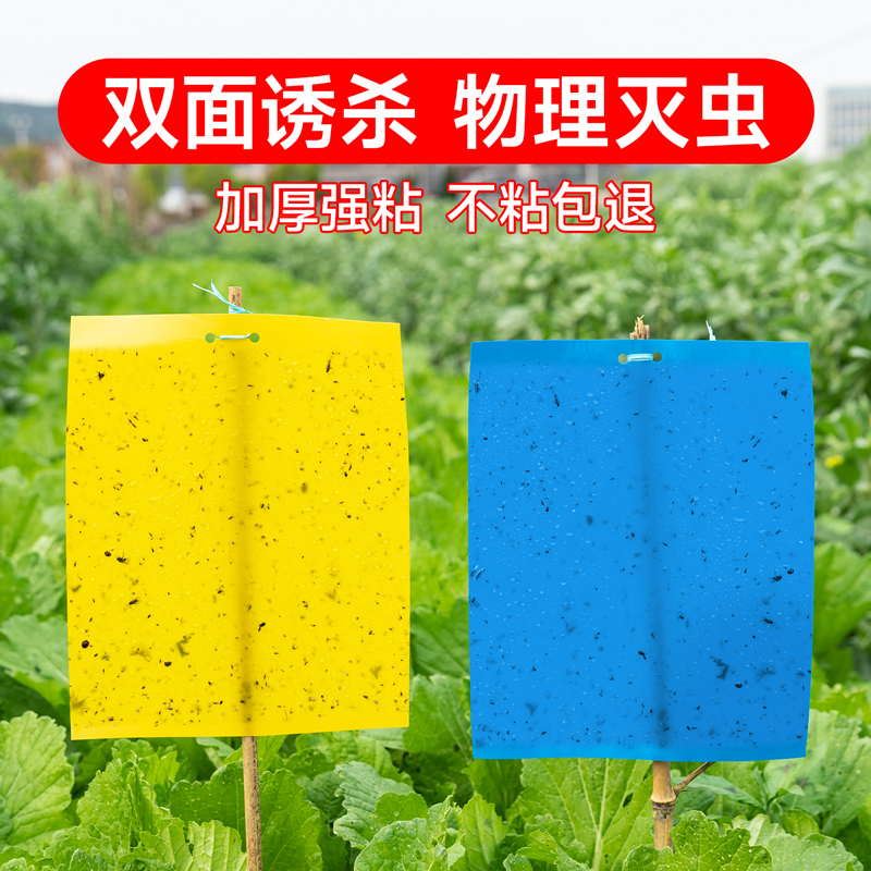 粘虫板双面粘虫板家用小飞虫灭杀大棚专用果蝇蓟马克星黄蓝诱虫板
