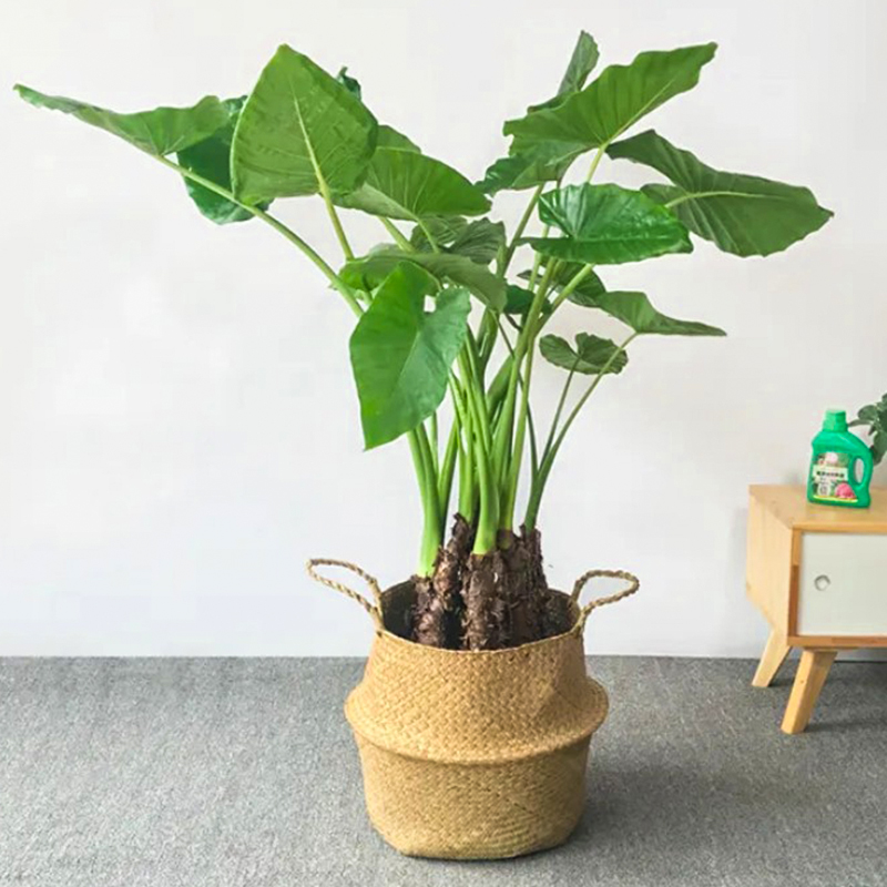 滴水观音大叶桩绿植吸甲醛净化空气霸王芋盆栽水土培室内盆景
