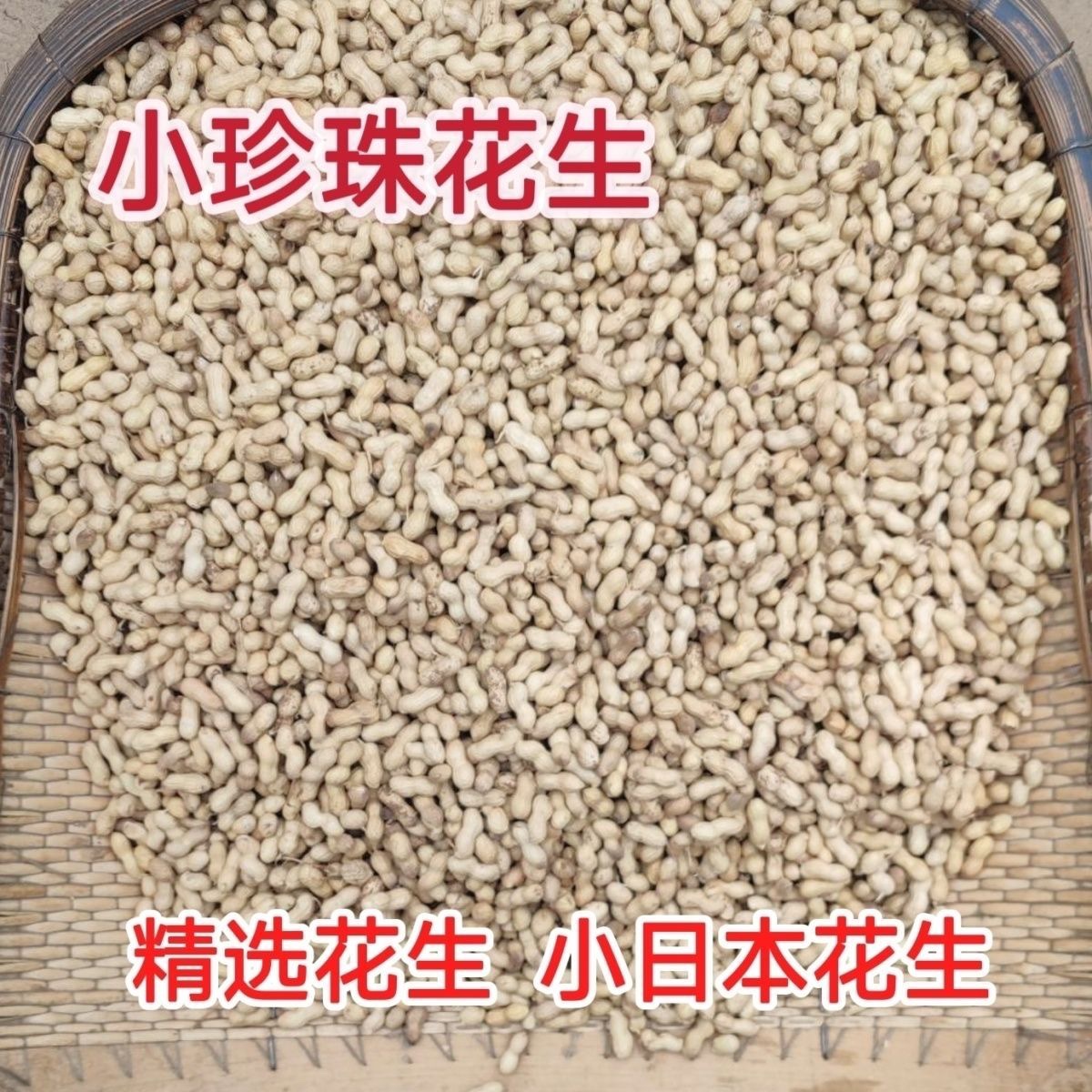 能吃能种带壳生花生新鲜晾晒种子级口感甘甜东北小花生生花生薄皮