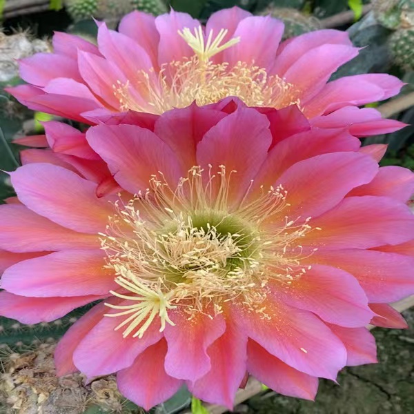 飞碟毛花柱侧芽（全场满20包邮）植物夏季栽培春季