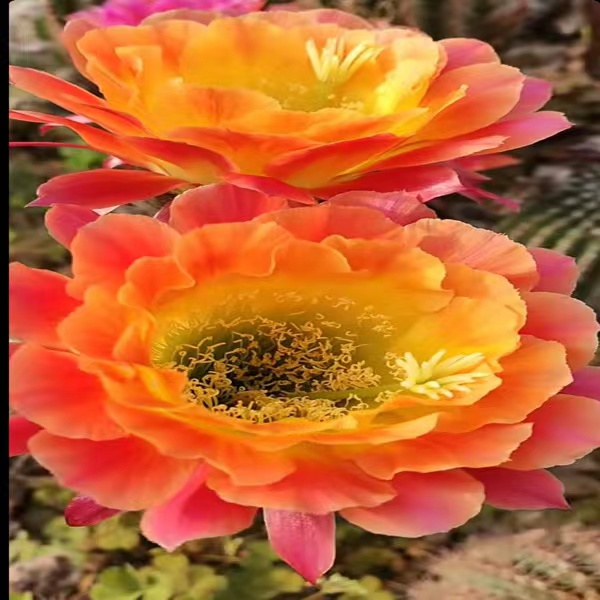 大满贯毛花柱侧芽（全场满20包邮）植物夏季春季栽培