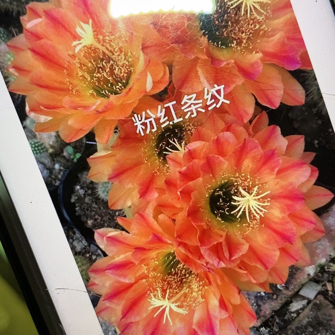 粉红条纹侧芽毛花柱仙人球