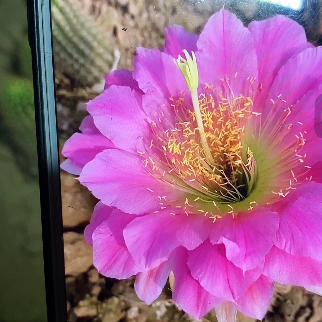 300根毛花柱仙人球