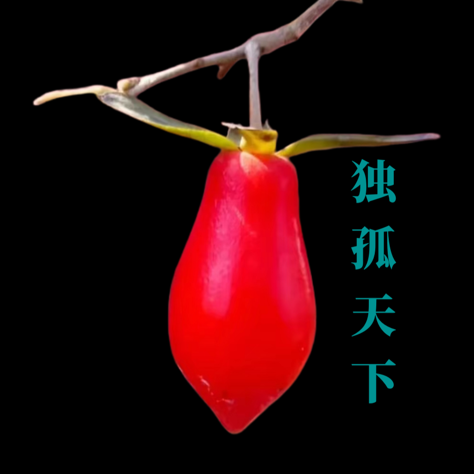 老鸦柿新款上市盆景素材观花赏果