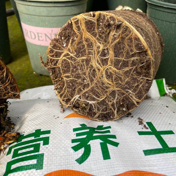 【浮山王子】新款家用营养土养花种菜通用型三角梅基地专用介质土