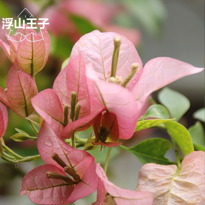 【卡亚塔三角梅】浮山王子基地桃粉色花喜阳爬藤阳台庭院植物美观