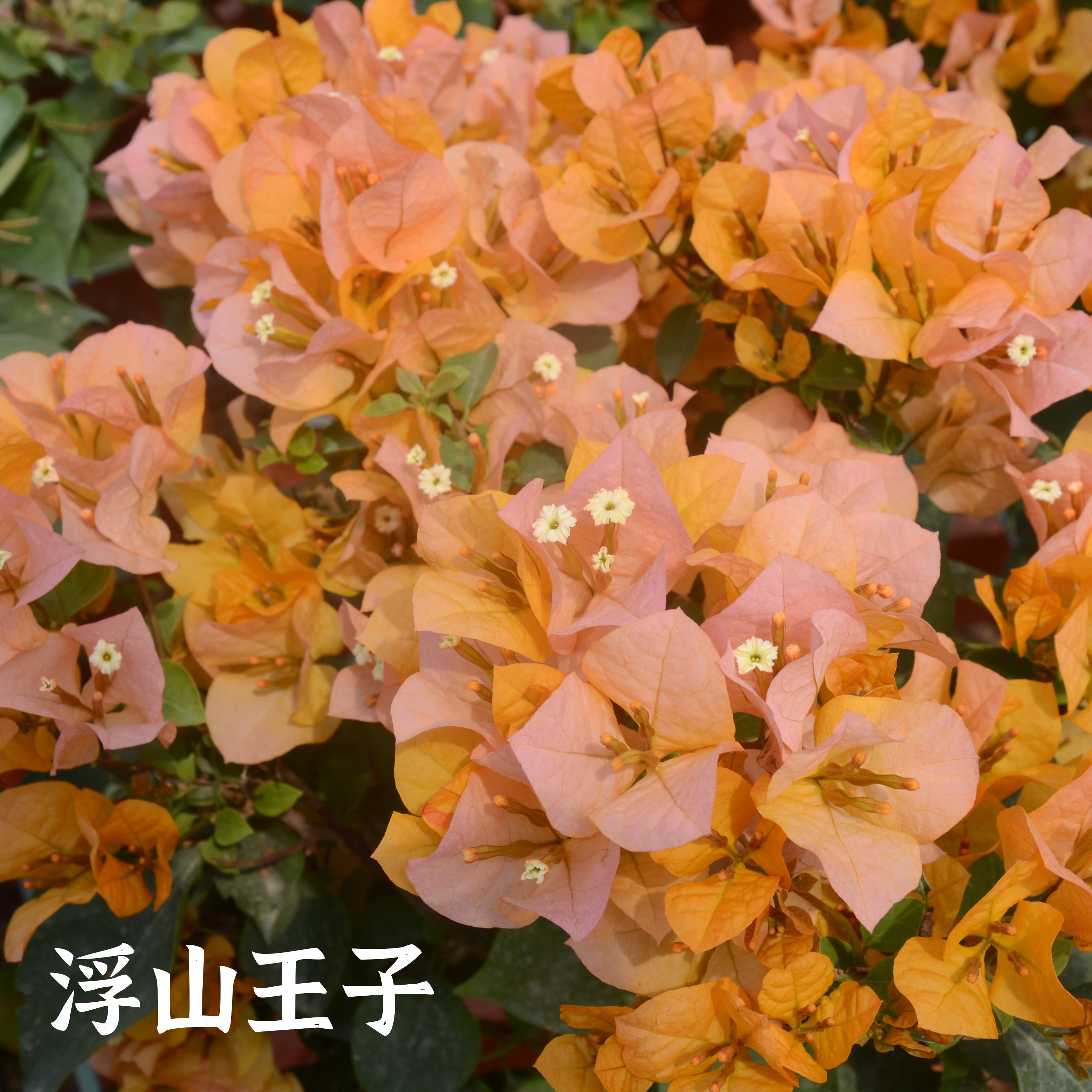 【加州黄金】浮山王子三角梅花含盆喜阳爬藤黄金色花阳台庭院植物