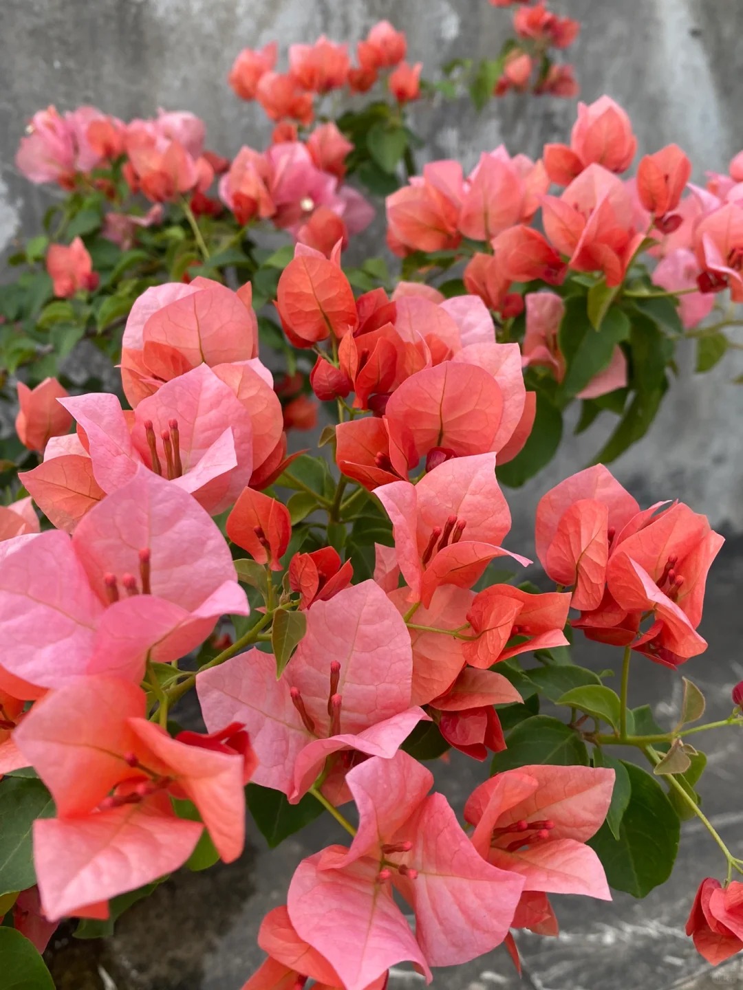 【不甜西瓜三角梅】浮山王子基地红色喜阳爬藤阳台庭院植物