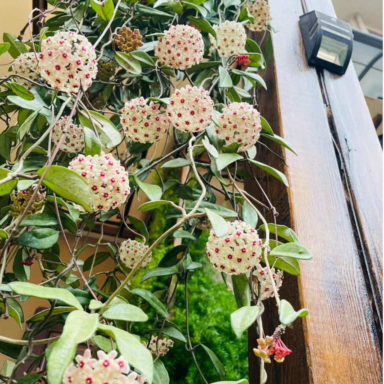 小扬家球兰开花漂亮大气净化空气装饰好看一物一拍