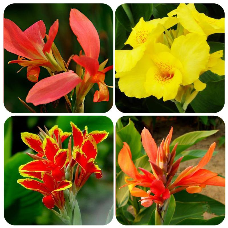 美人蕉盆栽种植物四季种球根庭院室内花卉盆栽美人蕉花苗根茎带芽