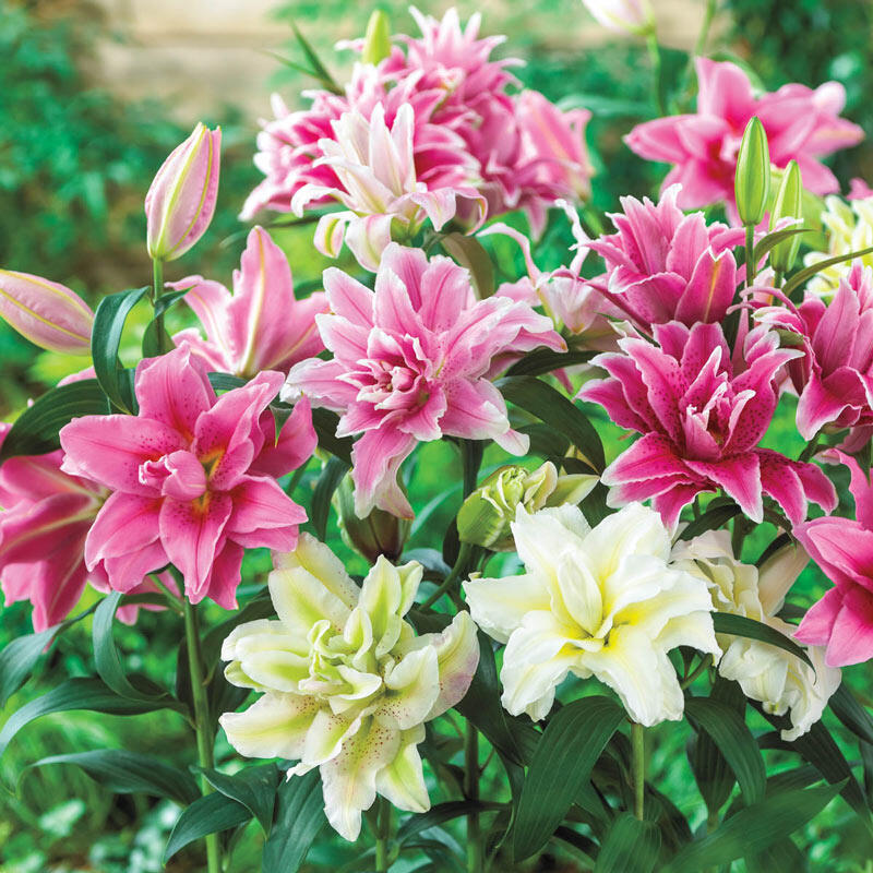 百合花种球混色系列特价现货室内观赏种植四季耐寒进口香水百合花