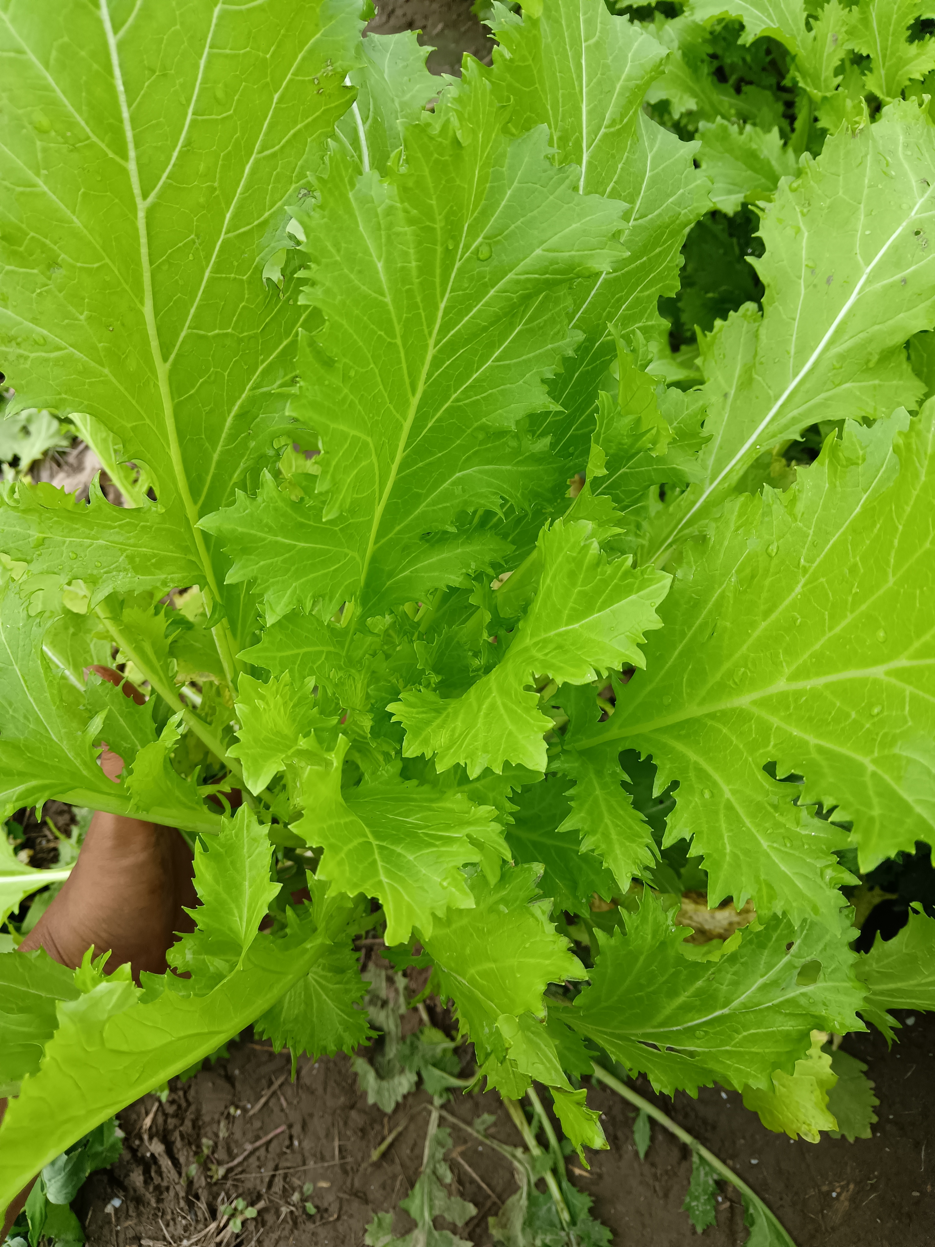 顺丰包邮露天种植正宗雪里蕻头茬鲜嫩