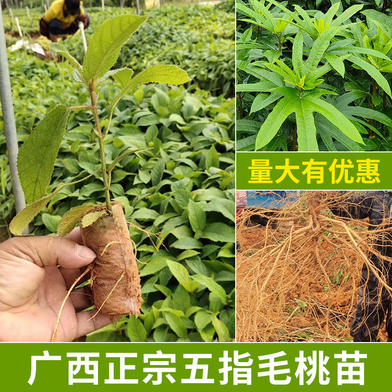 广西五指毛桃苗正宗五叉虎树中药材可种植产地带土发货常绿易成活