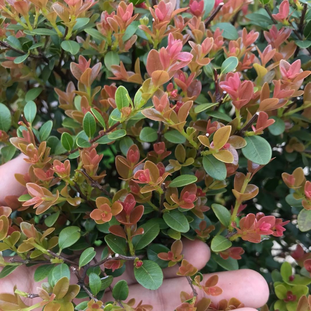 sc小叶赤楠老桩，紫薇老桩，映山红老桩，盆景，开花，修剪（一物一拍）