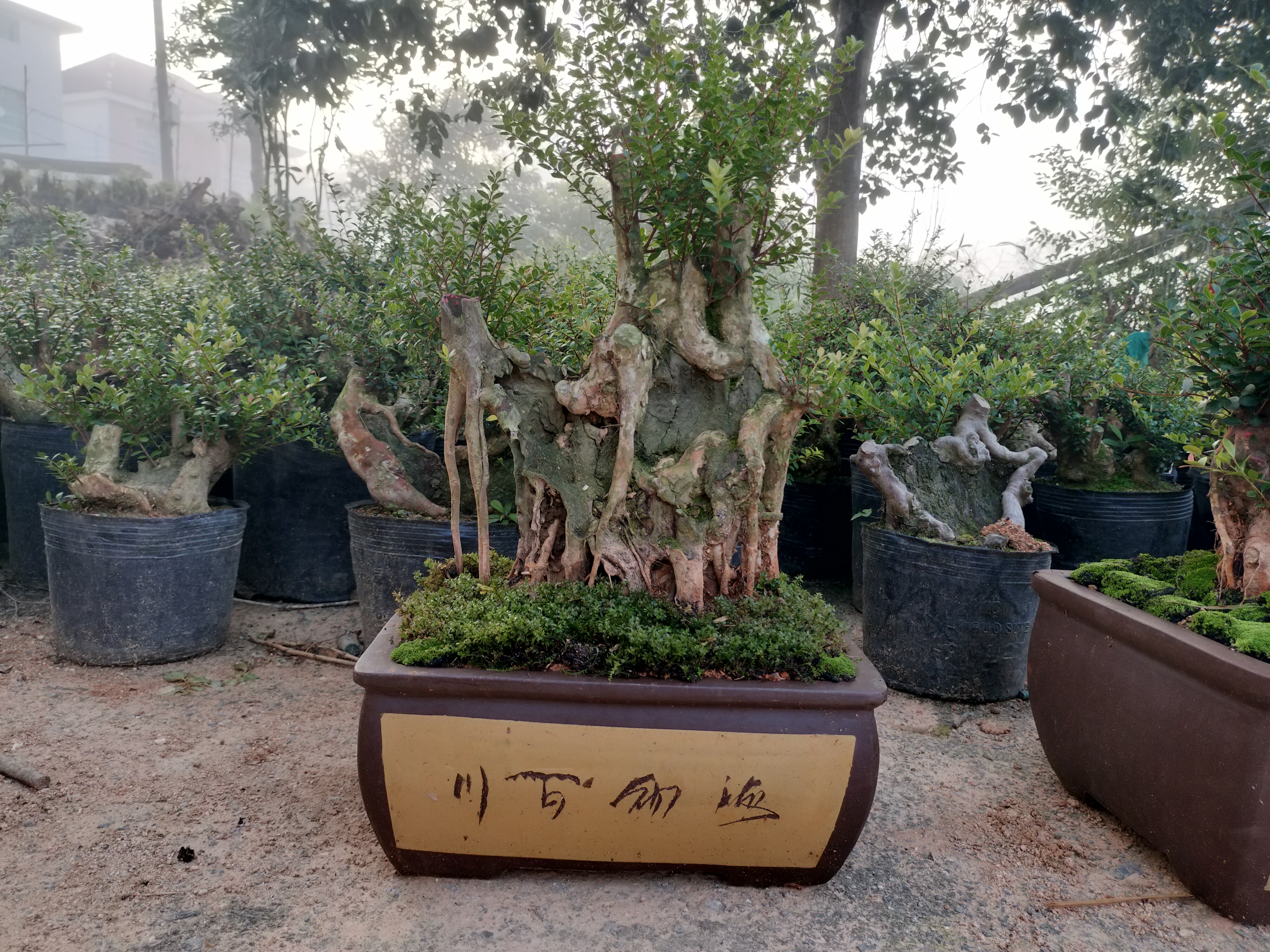 小叶赤楠，赤楠，映山红，紫微，园艺