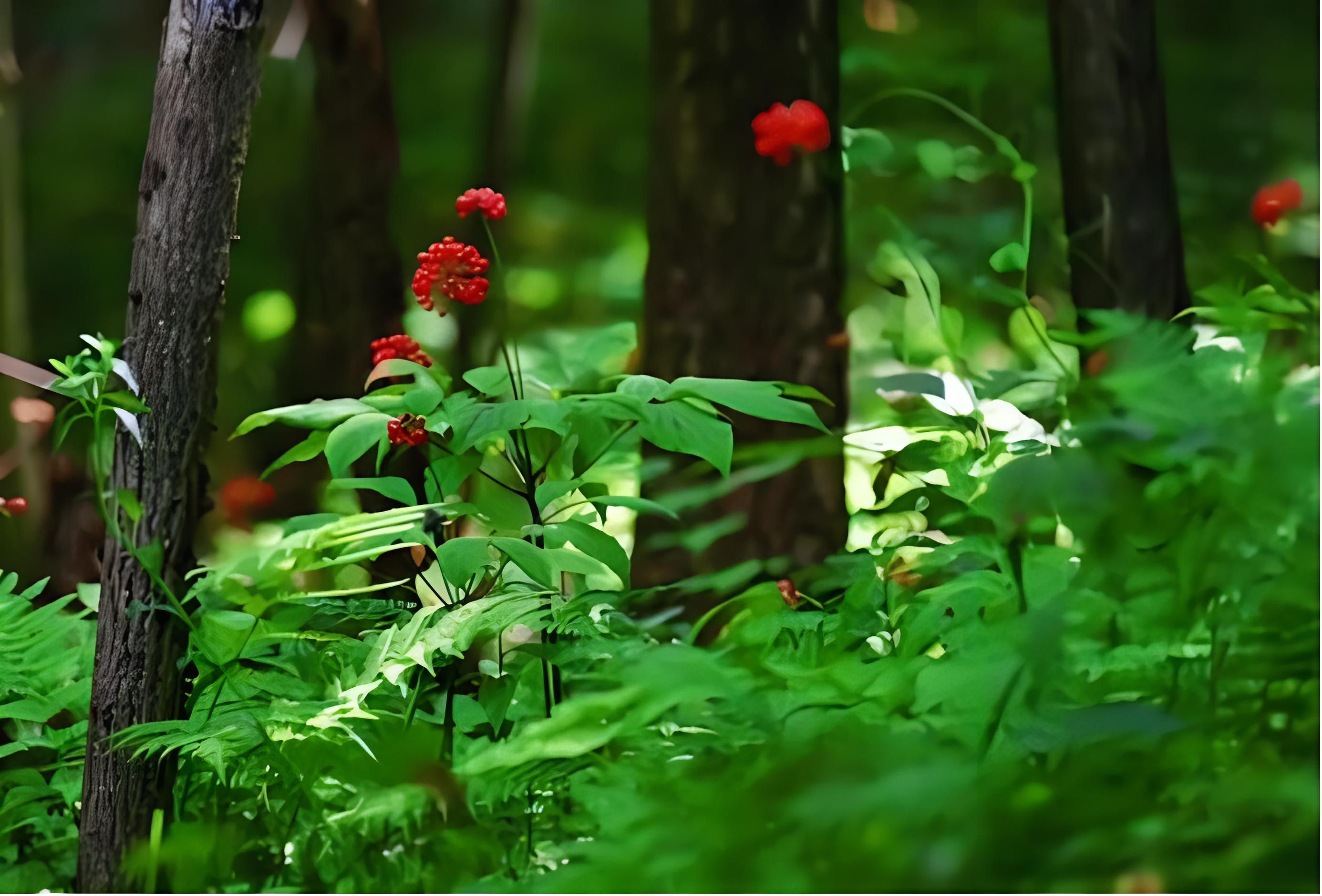 长白山  野山参  一图一拍改价