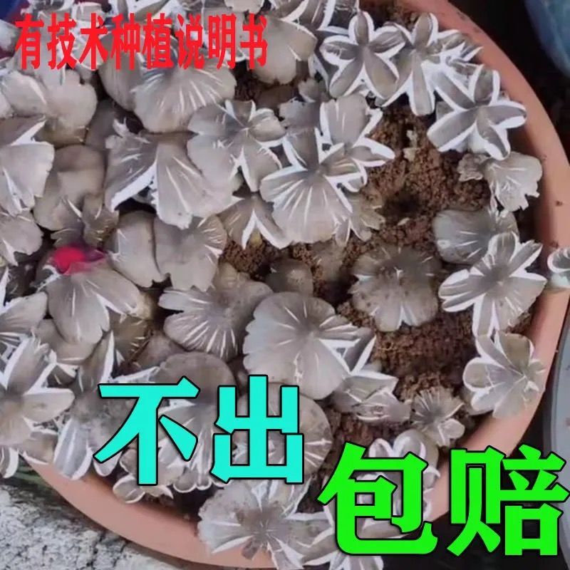 鸡枞菌种高产种子伞把菇三塔菌荔枝菌云南贵州食用菌种包菌种家种
