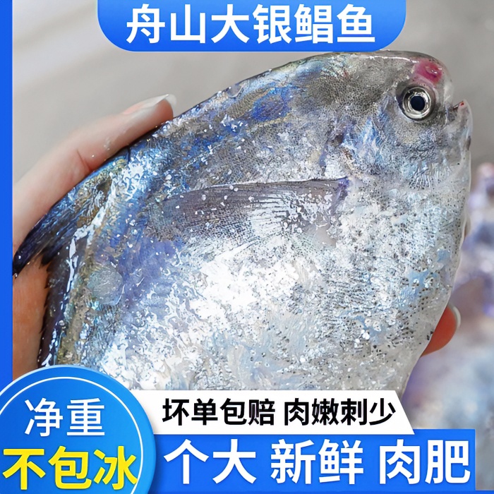 舟山东海银鲳鱼野生海捕新鲜速冻4斤/份顺丰直发营养鲜嫩丰富鲜美