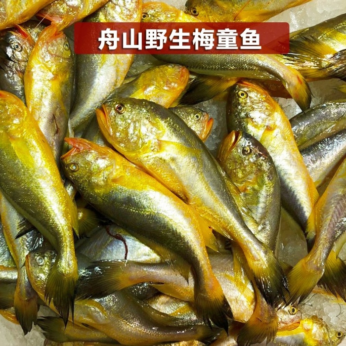 舟山海鲜 新鲜速冻内港梅童3斤/份