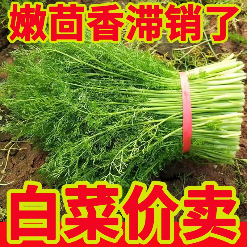 小茴香菜新鲜山东蔬菜荤香包邮大回香苗不带根包饺子包子馅2斤4斤