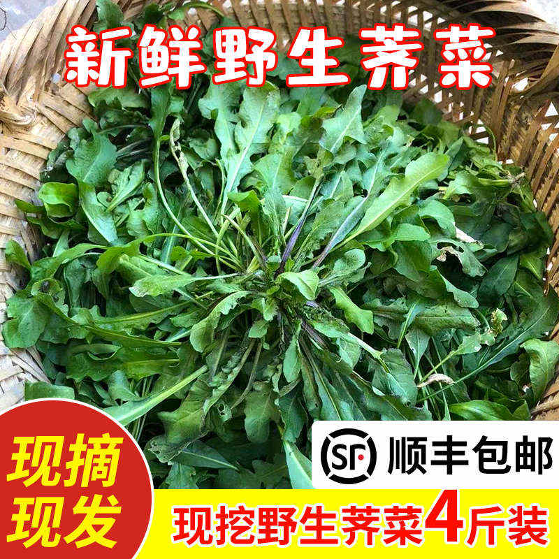 苏北农家蔬菜现挖野生香荠荠菜地丁野菜新鲜春卷馄饨饺包子馅商用