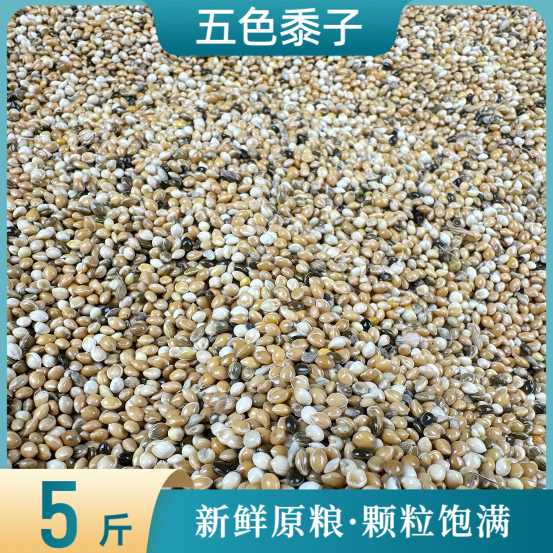 五色黍子5斤虎皮牡丹玄凤中小型鹦鹉鸟食饲料鹦鹉混合营养粮谷子