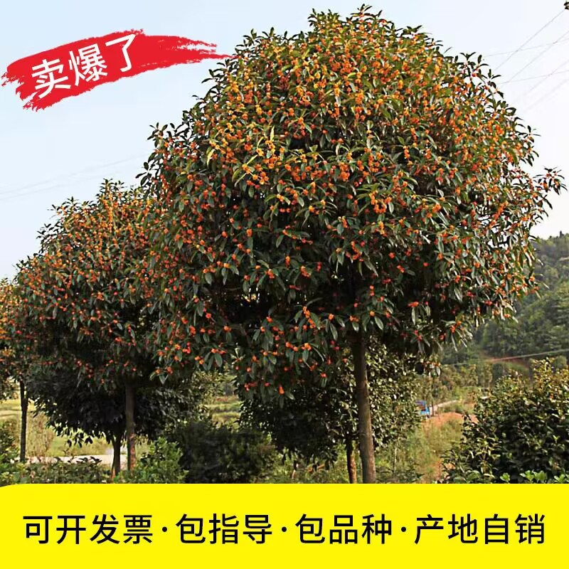 桂花树苗大树金桂丹桂四季八月桂朱砂庭院盆栽工程绿化征地桂花树