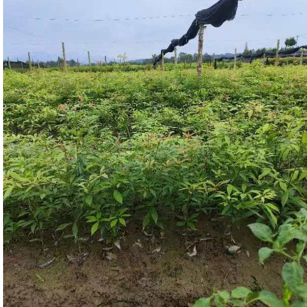 金丝楠木小叶桢楠60公分高以上