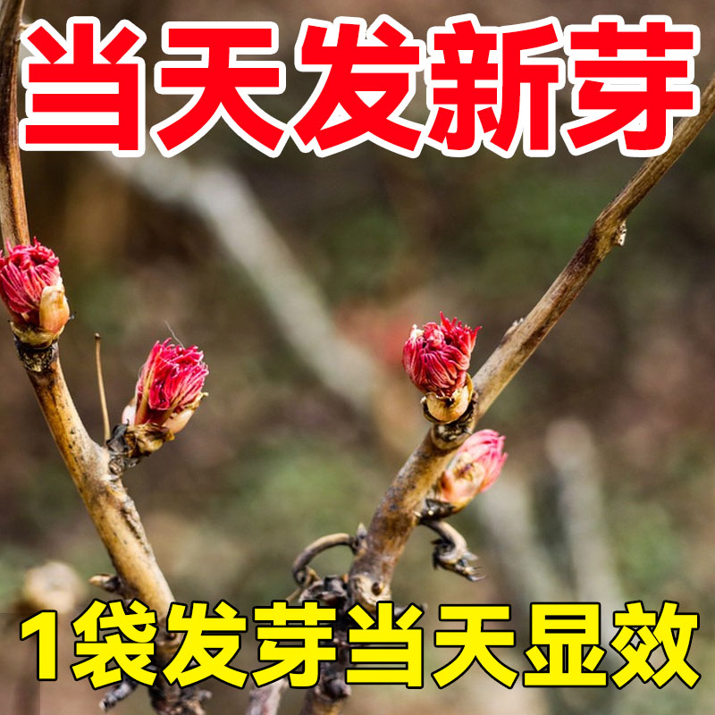 大树营养液枯树发新芽生根液起死回生植物花卉发财树专用爆芽素
