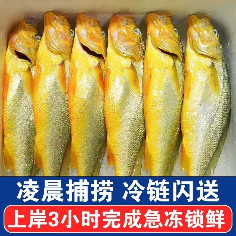 周哥码头新鲜深海黄鱼（现场调价现拍，顺丰发货）自然冷冻