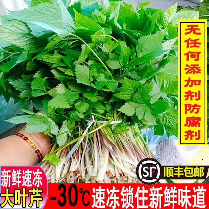 顺丰包邮东北大叶芹长白山菜新鲜冷速冻山野菜山芹菜500克1000克