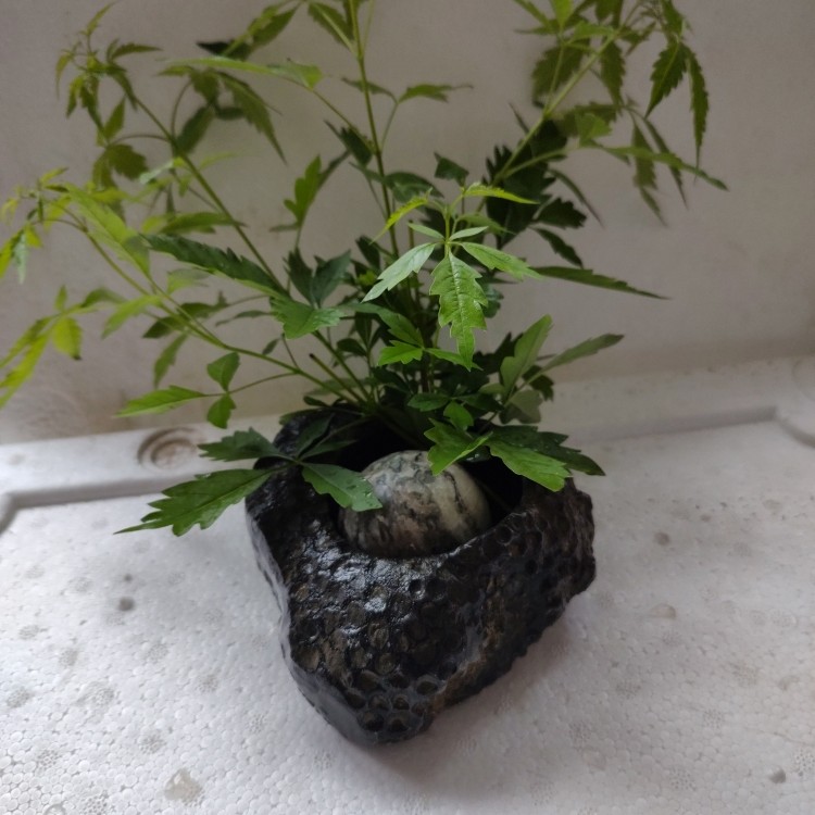 家居盆景石摆件1号