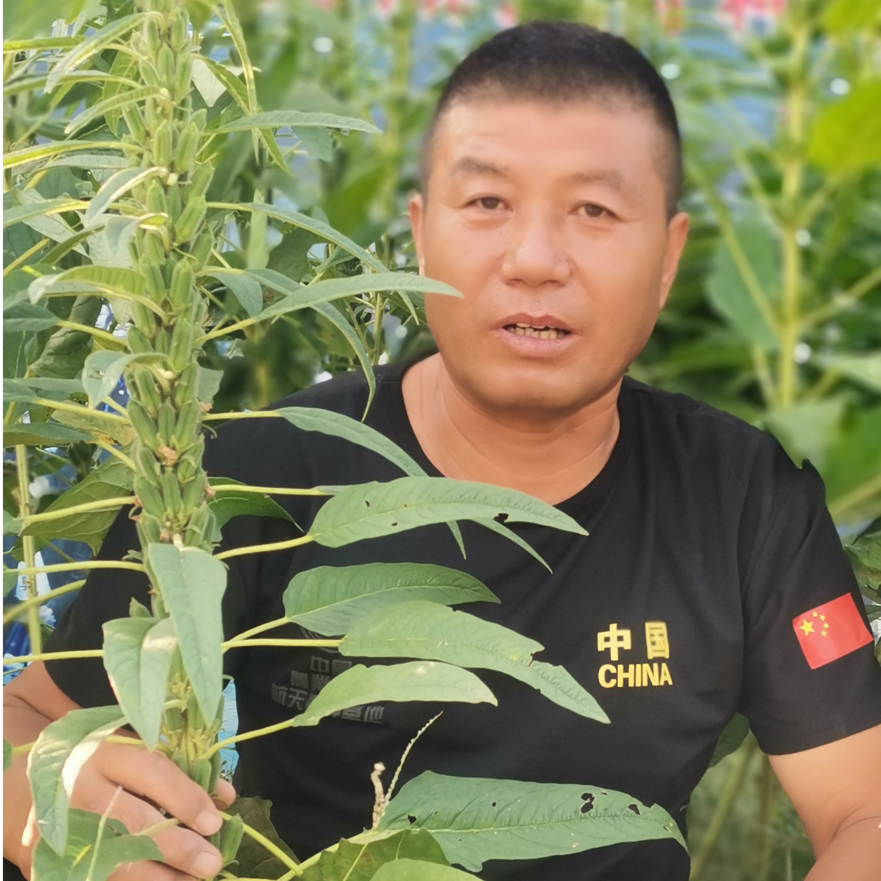 航天杂粮  白芝麻 黑芝麻 太空育种
