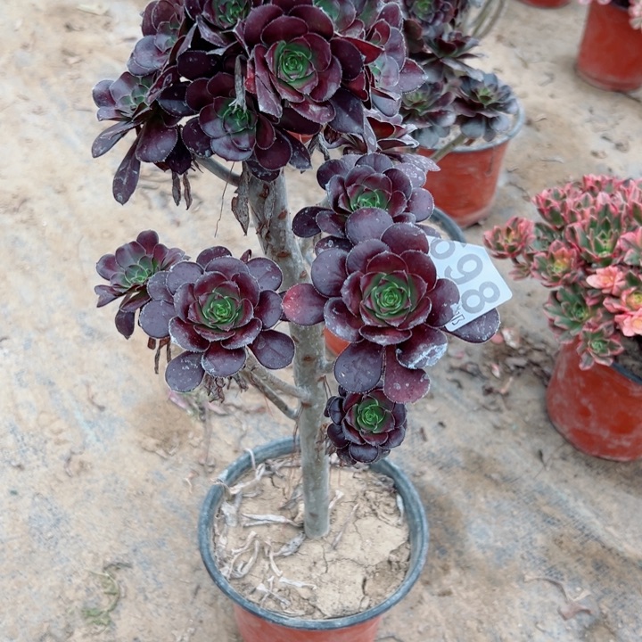 698圆叶多肉植物