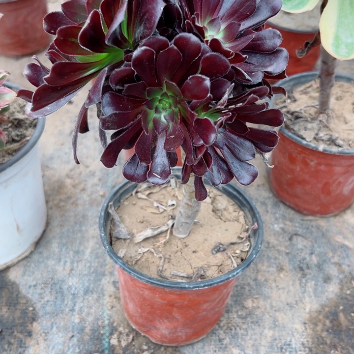 632魔法师多肉植物的