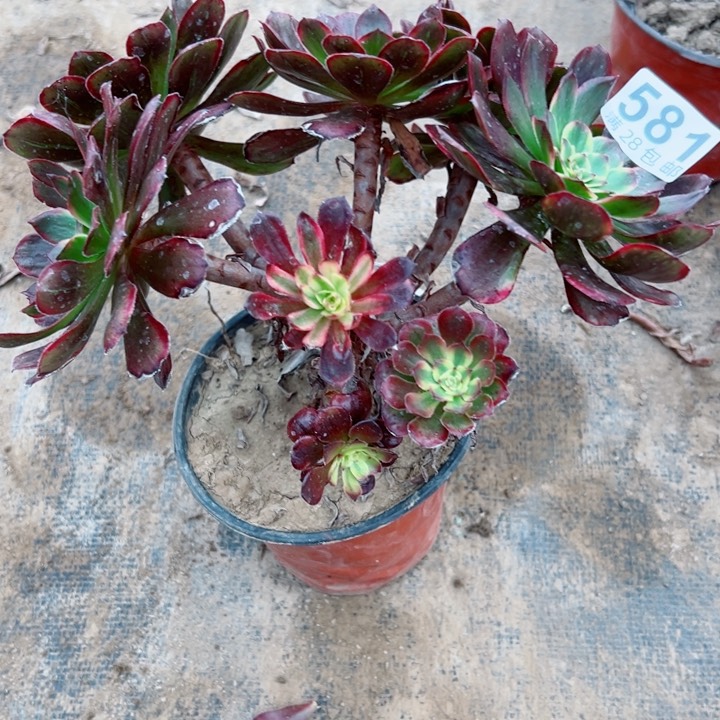 581黑金两多肉多肉