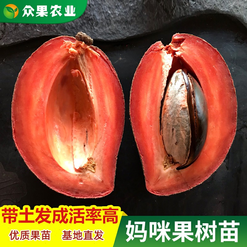 新品妈咪果树苗马加纳潘婷嫁接苗南方常绿盆栽地栽庭院种带土带叶