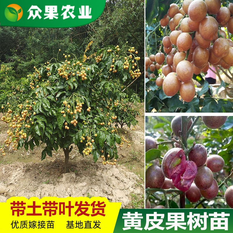 广西黑黄皮鸡心果苗无核盆栽地栽黑金刚嫁接苗黄皮树苗带土带叶